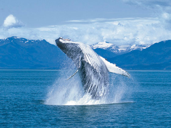 【源创 . 北美游轮】从阿拉斯加冰川到落基山脉 诺唯真喜悦号 美国加拿大山海之旅18日游