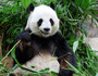 【好九不见】成都·都江堰·熊猫乐园·九寨沟·黄龙·美食6日游