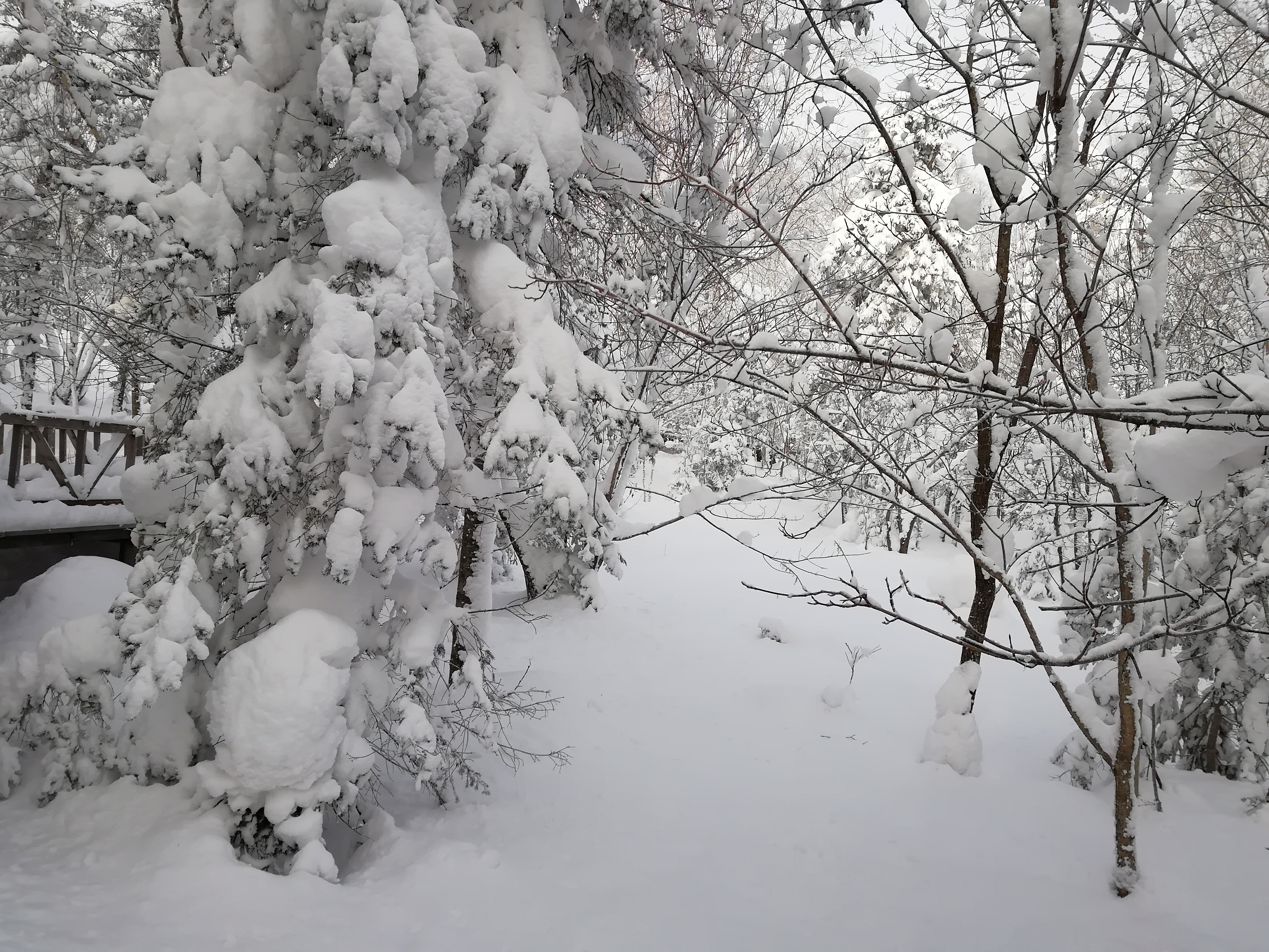 【东北】吉林+哈尔滨+雪乡+长春双高6日【万科滑雪+雪山缆车+亚布力滑雪+东升雪谷+威虎寨+马拉爬犁+雪地摩托+冰雪画廊+冰雪大世界畅玩】