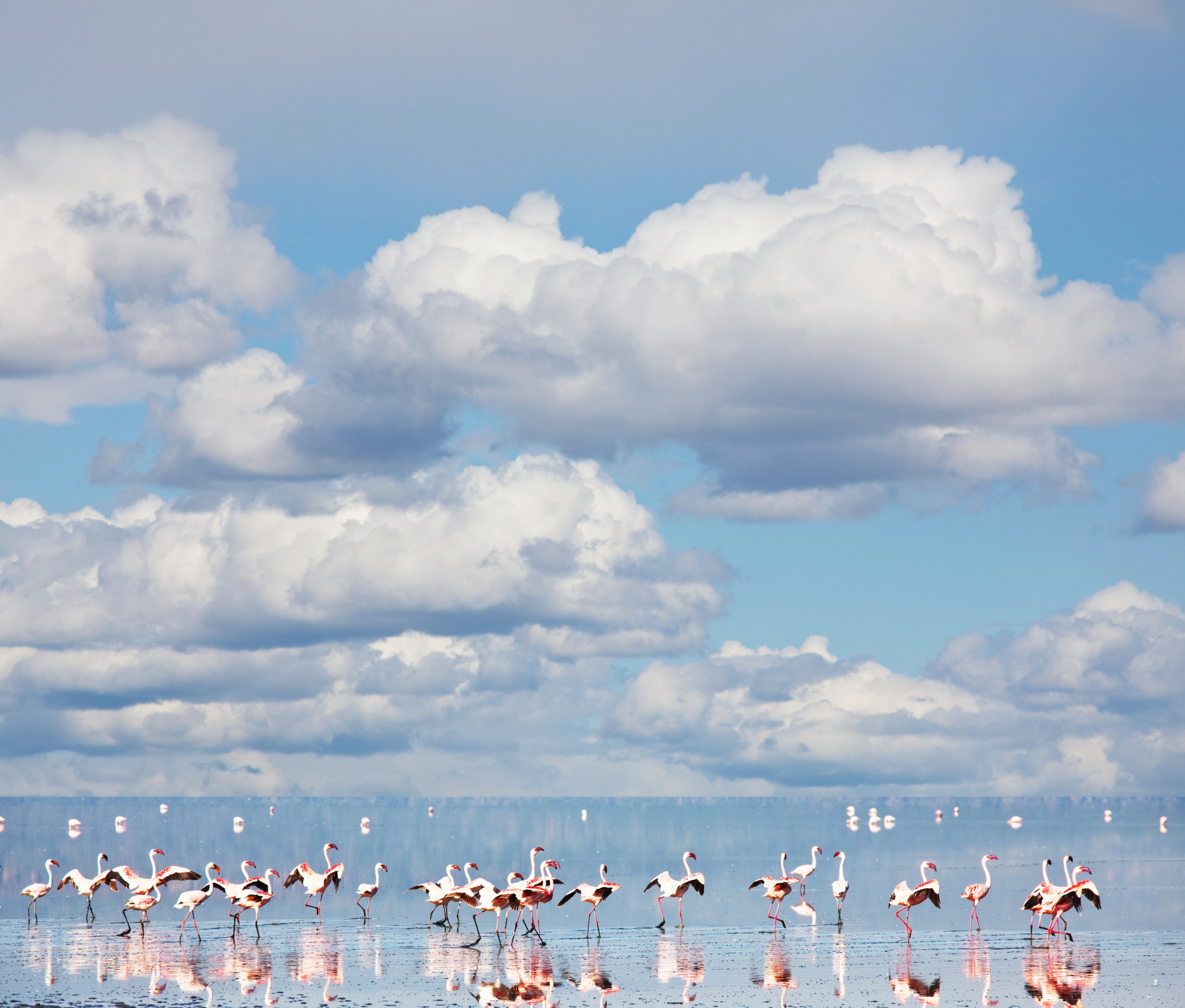 【非洲】肯尼亚10天【1晚伊丽莎白传奇树顶酒店丨星月岛徒步丨船游纳瓦沙丨2次Safari马赛马拉丨赠送日落香槟+篝火晚会丨越野车6客一辆】