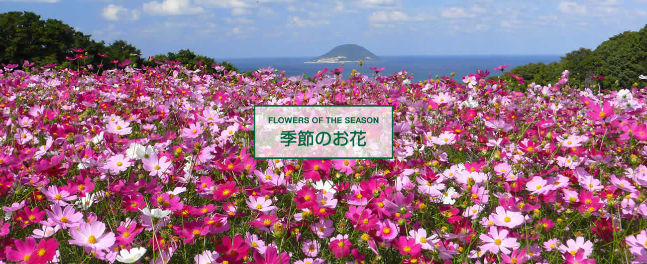 【日韓郵輪】愛達郵輪地中海號天津-濟州-福岡-天津5晚6日【含岸上觀光】
