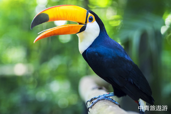 【南美五國】巴西+阿根廷+秘魯+智利+烏拉圭五國30晚34日