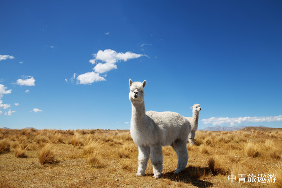 【冰川雪山·湖光星海】新西兰南北岛9-10日游【南岛中线-暗夜星空保护区-库克山-冰川徒步-TSS百年蒸汽船-地热公园（团期不同有所差异）】