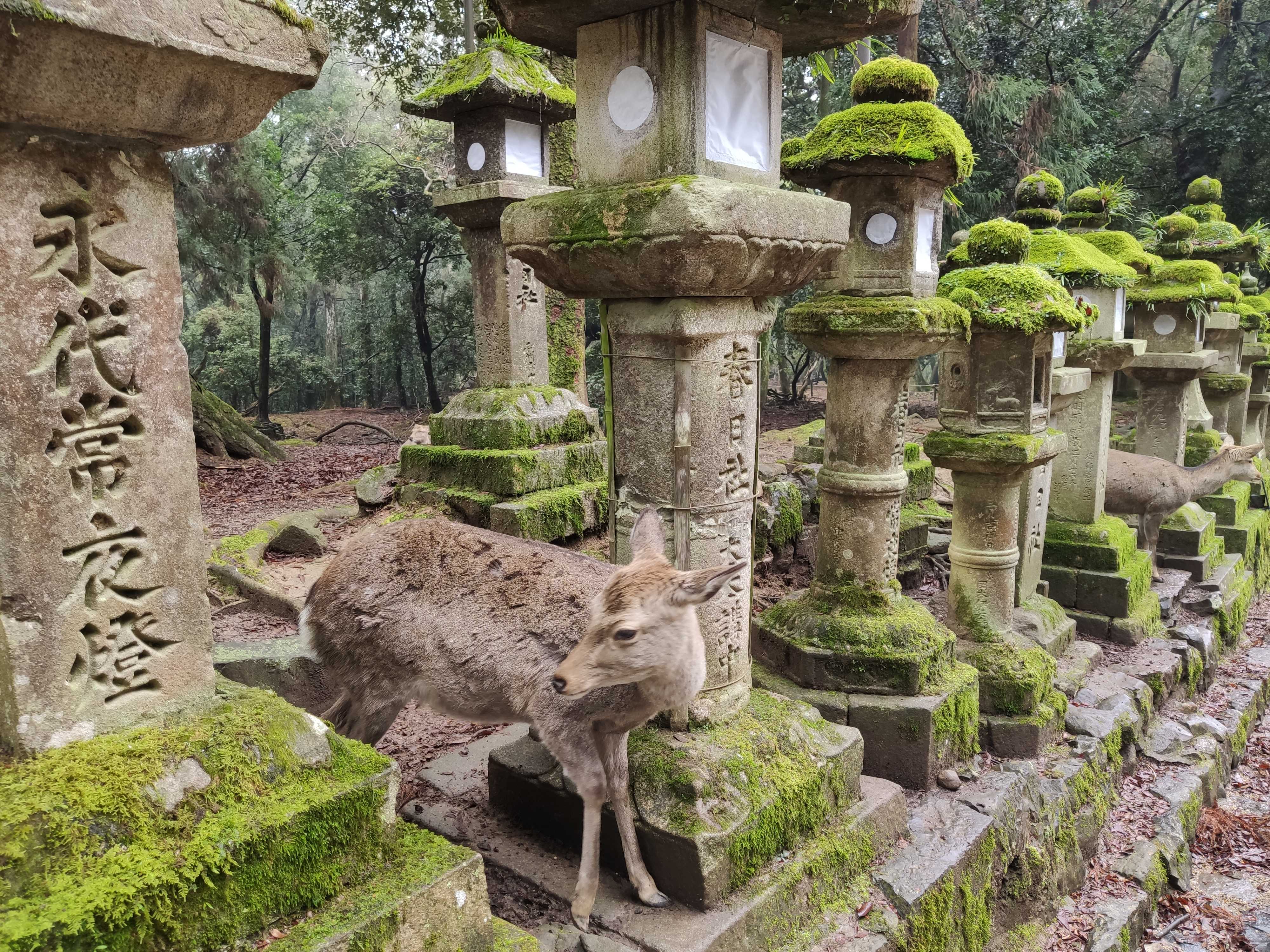 【日本】大阪+京都+奈良+東京4晚6天【富士山|清水寺|奈良公園|銀座|心齋橋】