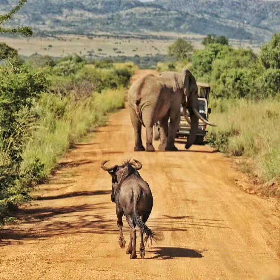 【非洲】南非+肯尼亚联游13日【马赛马拉野生动物保护区丨安博塞利公园丨纳瓦沙湖公园丨360度旋转观光缆车登上桌山丨科斯滕布什植物园休闲茶点】