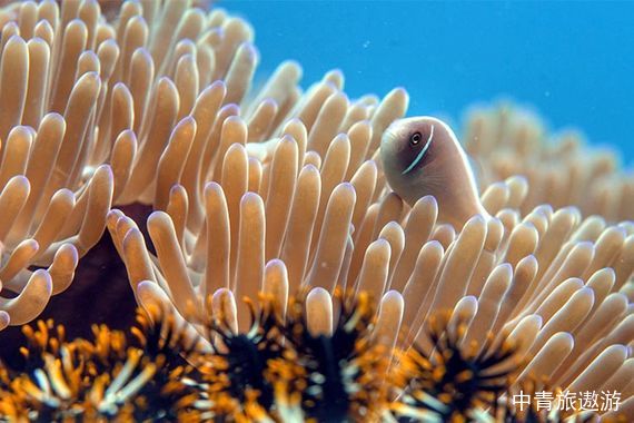 【三亚】双飞5日游【3晚携程四钻酒店|升级1晚海棠湾亚特兰蒂斯酒店海景房|蜈支洲岛|天堂森林公园|游艇出海】