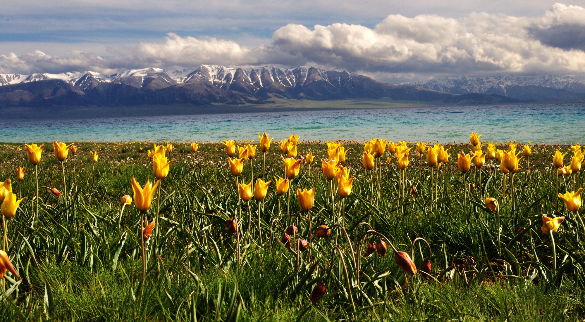【新疆】小V新疆?伊犁秘境?烏市起止7日【賽湖全景+那拉提全景丨果子溝大橋丨六星街丨伊寧丨自駕庫爾德寧/恰西丨唐布拉丨天山隧道/獨庫公路】
