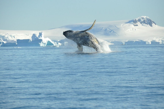 【南极】南极+阿根廷14晚17日 【洪迪斯号|华人包船|挑战冰泳】