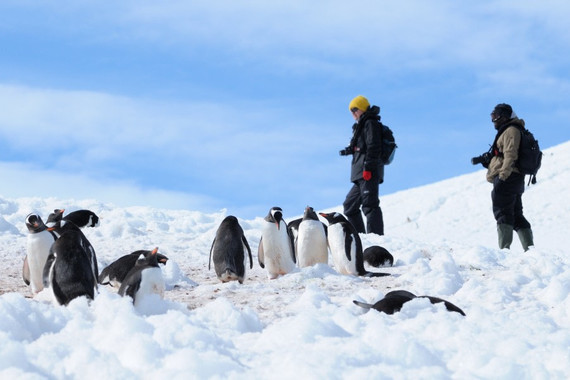 【南极秘境】海洋信天翁号探险邮轮 阿根廷+南极双岛16日游