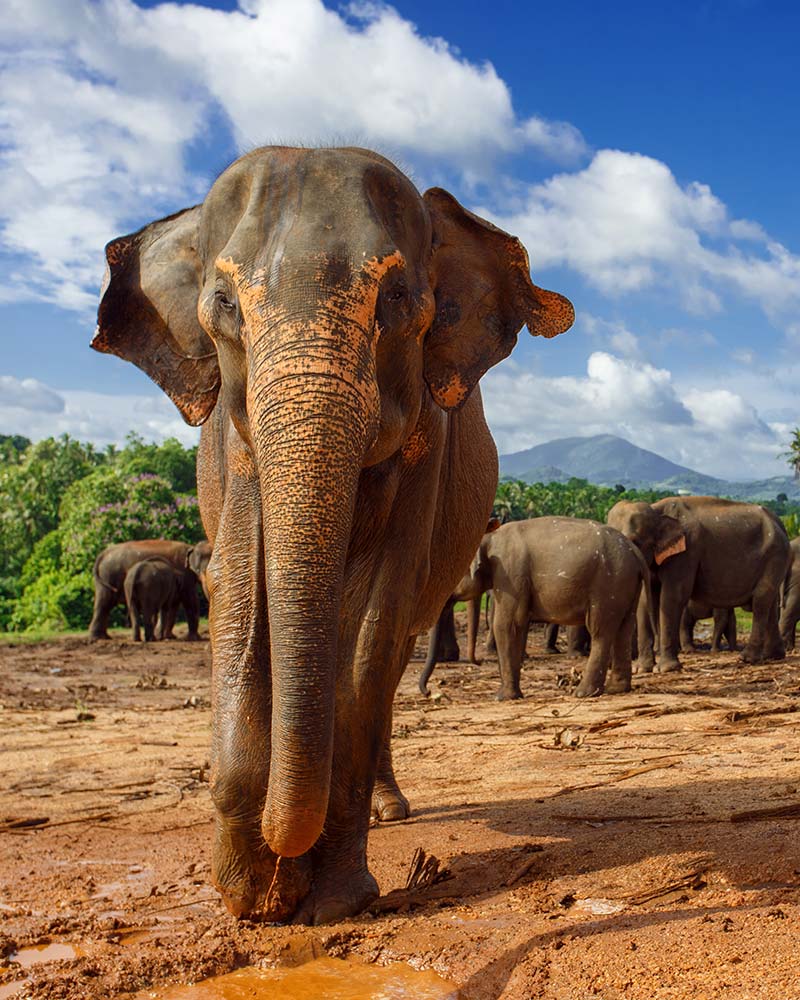 【南亚】斯里兰卡5晚7天【狮子岩+佛牙寺+丹布勒石窟寺+米日内亚国家公园+大象孤儿院+滨海小火车】