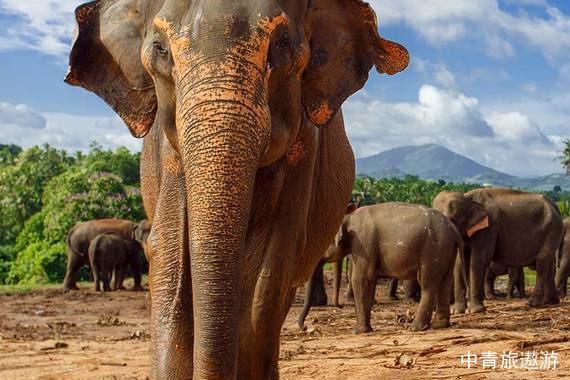 【南亚】斯里兰卡5晚7天【狮子岩+佛牙寺+丹布勒石窟寺+米日内亚国家公园+大象孤儿院+滨海小火车】