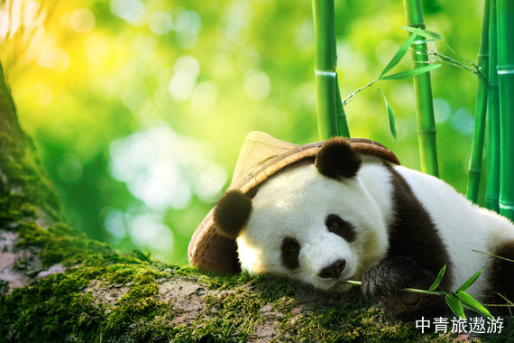 【四川】私享•九寨 6日【成都+都江堰或熊猫基地+叠溪海子+松潘古城+九寨沟+黄龙++南桥夜景+都江堰蓝眼泪+四姑娘山双桥沟】